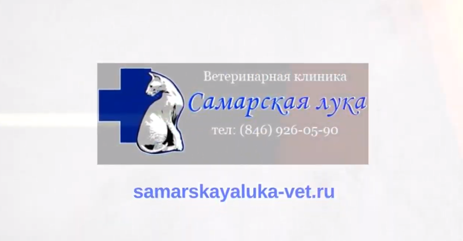 Видеоотзыв от ветеринарной клиники 'Самарская лука' (г. Самара)